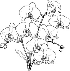 Orchid
