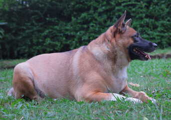 brown dog mixed breed dog outdoors on a green lawn. Thai dog