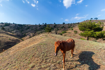 Wild horses in the mountains by the sea in the summertime.