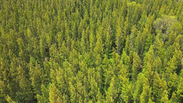 Pine tree forest aerial view from above. 