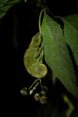 Calumma crypticum on the branch in Madagascar national park. Cryptic chameleon is resting in the forest during night. Animals who can change the color of the skin. 