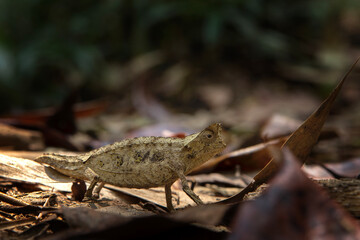 Brown leaf chameleon on the ground in Madagascar national park. Stump tailed chameleon is slowly walking in the forest. Animals who can change the color of the skin. 