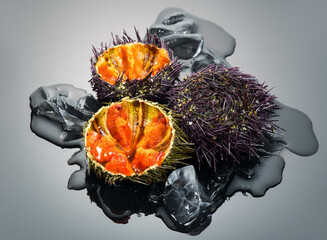 Sea Urchin over black background, close-up. Fresh spiny sea urchins with ice delicatessen food....