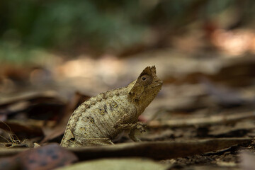Brown leaf chameleon on the ground in Madagascar national park. Stump tailed chameleon is slowly walking in the forest. Animals who can change the color of the skin. 