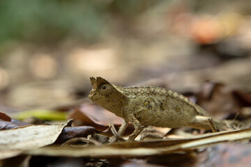 Brown leaf chameleon on the ground in Madagascar national park. Stump tailed chameleon is slowly walking in the forest. Animals who can change the color of the skin. 