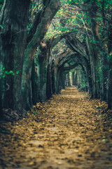 Romantic tunnel of woven trees in autumn on an estate