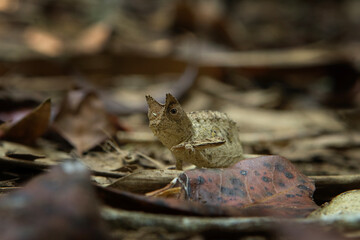 Brown leaf chameleon on the ground in Madagascar national park. Stump tailed chameleon is slowly walking in the forest. Animals who can change the color of the skin. 