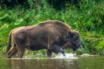 The European Bison, Wisent, Bison bonasus. Wild animal in its habitat in the Bieszczady Mountains in the Carpathians, Poland.