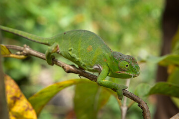 Lesser chameleon is climbing on the branch in Madagascar. Furcifer minor in the forest. Green...