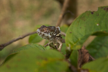 Panther chameleon is climbing on the branch in Madagascar. Furcifer pardalis in the forest. Brown chameleon in Madagascar park.