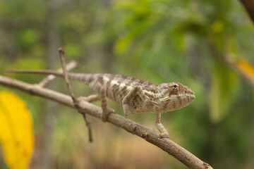 Panther chameleon is climbing on the branch in Madagascar. Furcifer pardalis in the forest. Brown chameleon in Madagascar park.