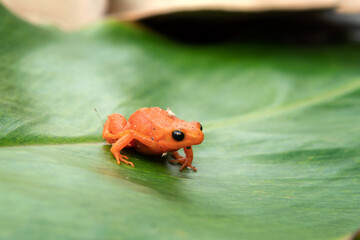 Golden mantella on the leaves in Madagascar. Mantella aurantiaca is sitting on the ground in the forest. Small orange frog with black eyes.