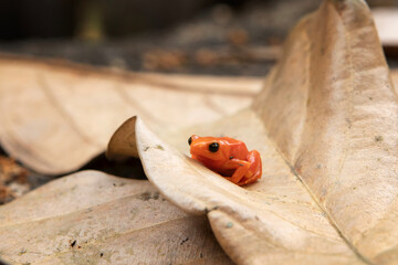 Golden mantella on the leaves in Madagascar. Mantella aurantiaca is sitting on the ground in the forest. Small orange frog with black eyes.