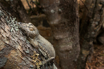 Common flat tail gecko on the tree trunk in Madagascar. Uroplatus fimbriatus is hiding in the forest. Gecko with perfect camouflage