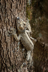 Common flat tail gecko on the tree trunk in Madagascar. Uroplatus fimbriatus is hiding in the forest. Gecko with perfect camouflage