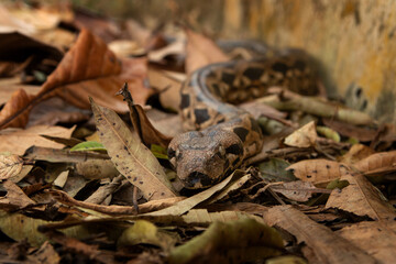 Acrantophis madagascariensis is slithering among dry leaves in Madagascar. Madagascar ground boa in the forest. Brown boa in Madagascar park.