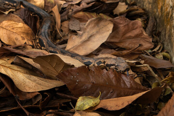Acrantophis madagascariensis is slithering among dry leaves in Madagascar. Madagascar ground boa in the forest. Brown boa in Madagascar park.
