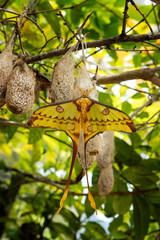 Madagascan moon moth in the Madagascar's national park. Argema mittrei is sitting on the cocoon. Nature on the Madagascar.