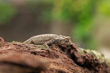 Brookesia thieli on the ground in Madagascar national park. Domergue leaf chameleon is slowly walking in the forest. Animals who can change the color of the skin. 