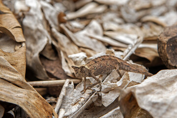 Brown leaf chameleon on the ground in Madagascar national park. Stump tailed chameleon is slowly walking in the forest. Animals who can change the color of the skin. 