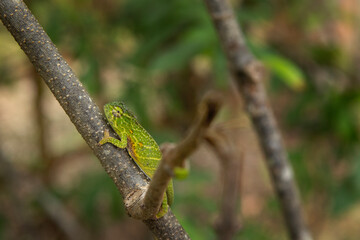 Lesser chameleon on the branch in Madagascar national park. Furcifer minor is slowly walking in the forest. Animals who can change the color of the skin. 