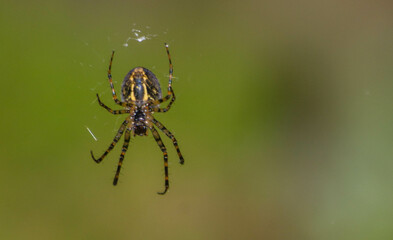 wildlife