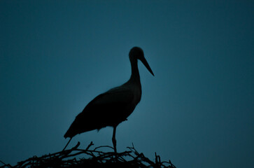 stork on the sunset