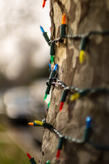 Christmas tree lights on the street side tree with blurry background