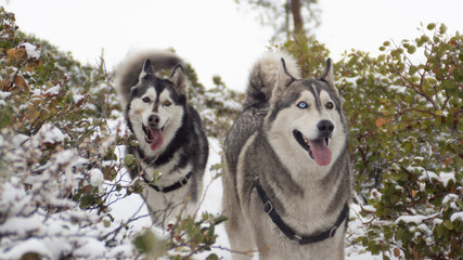 Pair of Huskies Enjoying Winter Snow