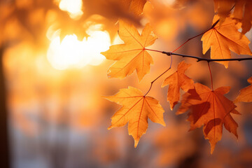 Autumn maple leaves in fall colors, with blurred background sunlight