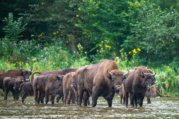 The European Bison, Wisent, Bison bonasus. Wild animal in its habitat in the Bieszczady Mountains in the Carpathians, Poland.
