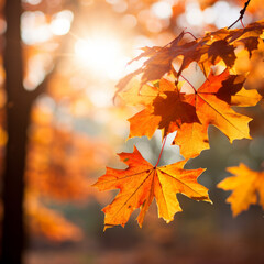 Autumn maple leaves in fall colors, with blurred background sunlight