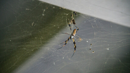 spider on the web in Florida everglades 