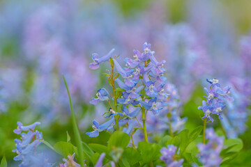 エゾエンゴサク