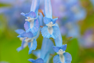 エゾエンゴサク