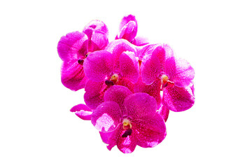 Pink orchid Cymbidium bunch flower bouquet Isolated on cut out PNG.. Highlights is fragrance is...
