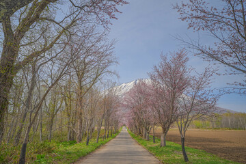 Obraz premium 真狩神社