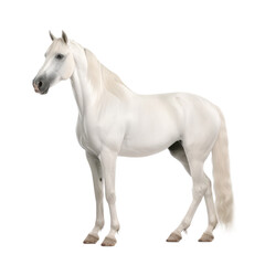 Naklejka na ściany i meble white horse looking isolated on white