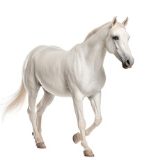 white horse looking isolated on white