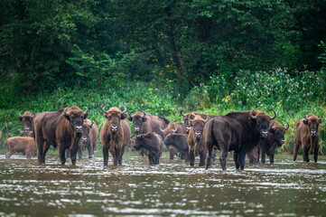 The European Bison, Wisent, Bison bonasus. Wild animal in its habitat in the Bieszczady Mountains...