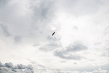 white heron flying in cloudy sky