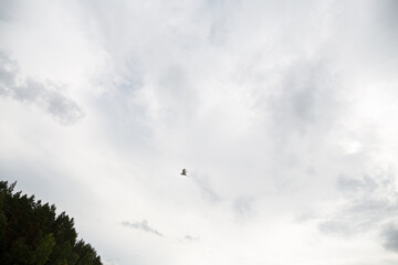 white heron flying in cloudy sky