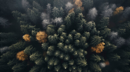 Top down drone photo of autumn trees and evergreen trees in North America 