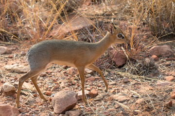 Dik dik grazing, Waterberg national park, Namibia
