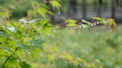 京都雨の寺