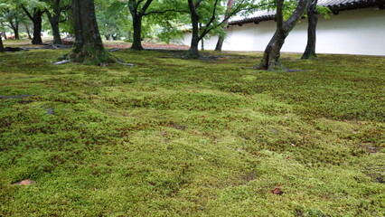京都雨の寺