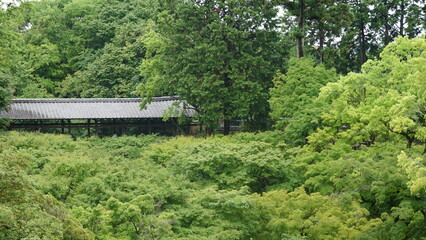 京都雨の寺