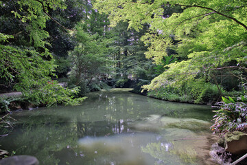 Fototapeta na wymiar 森の中の池