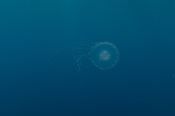 Jellyfish in the Red Sea are colorful and beautiful, Eilat Israel
