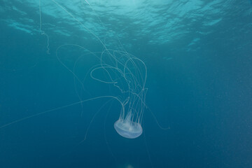 Jellyfish in the Red Sea are colorful and beautiful, Eilat Israel
